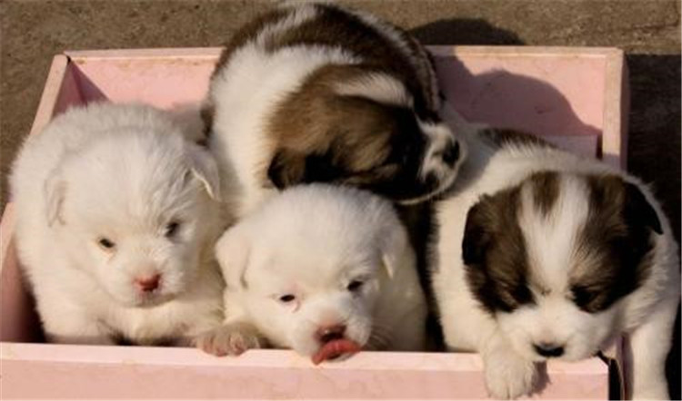 狗妈妈生了几天为什么总刨地,狗妈妈生了小狗要注意什么