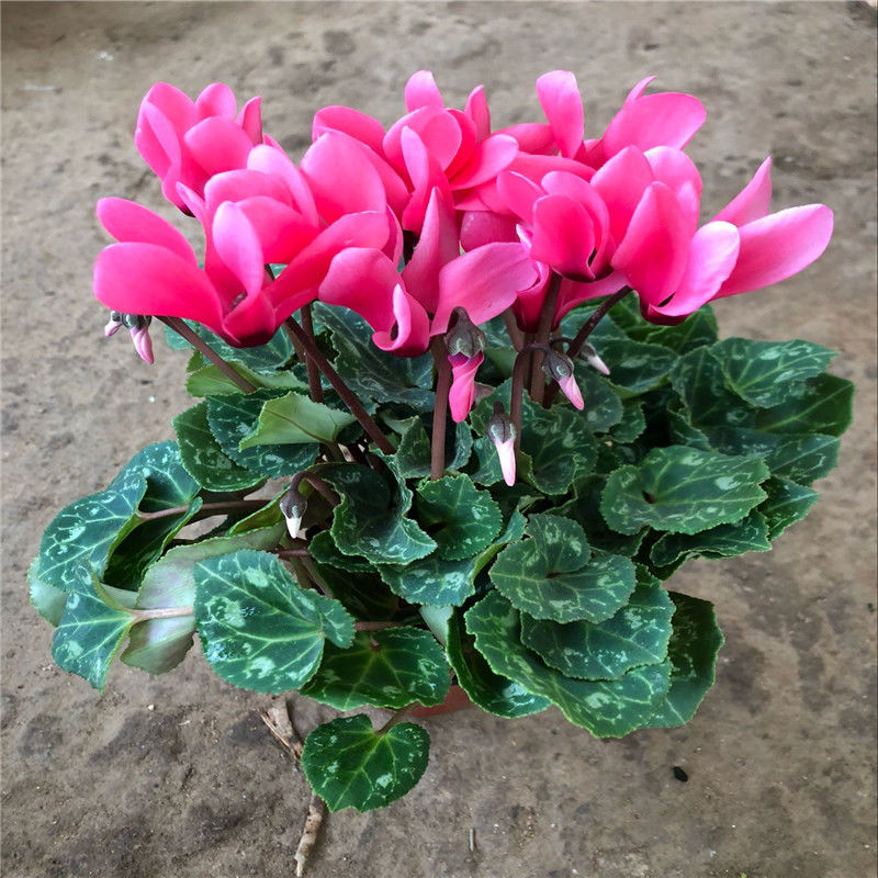 好养的盆栽花卉排名前十,盆栽花比较好养的有哪些