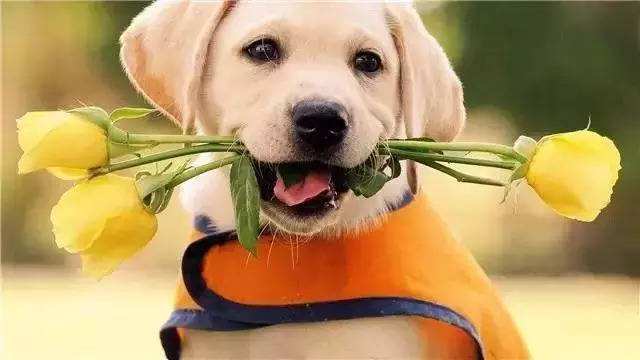 拉布拉多猎犬和寻回犬哪个大些,拉布拉多犬和拉布拉多寻回犬区别