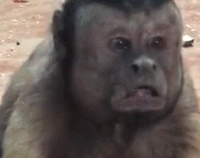 黄鼠狼在超市偷东西,黄鼠狼超市偷火腿肠