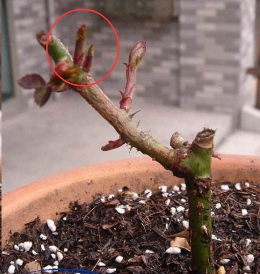 想让月季长高,如何使棒棒糖月季的冠幅变大