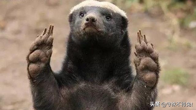 蜜獾面对三只狮子毫不畏惧,蜜獾是不是连狮子和老虎都不怕