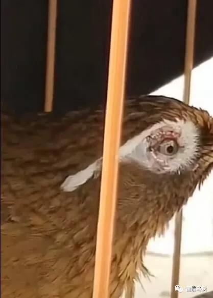 眼底黄斑打几针才算好,眼底白斑的危害