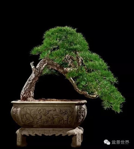 世界十大花卉排行榜名单,世界十大名贵花草