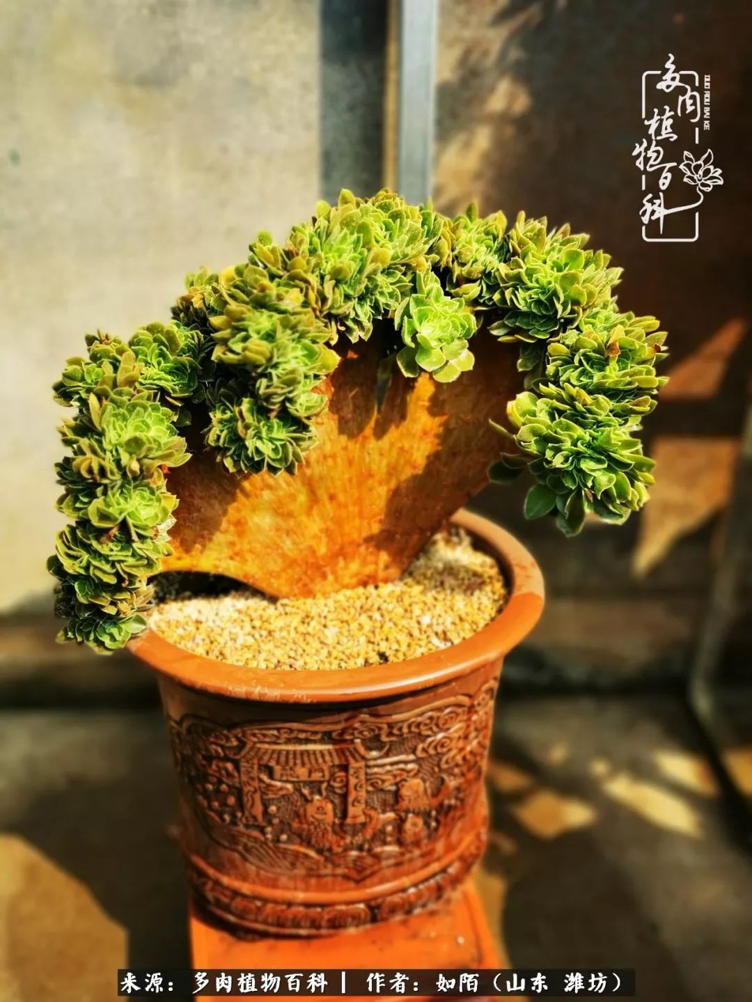 凤凰涅槃，浴火重生！多肉法师圣斗士们的秋天！（附养护经验）