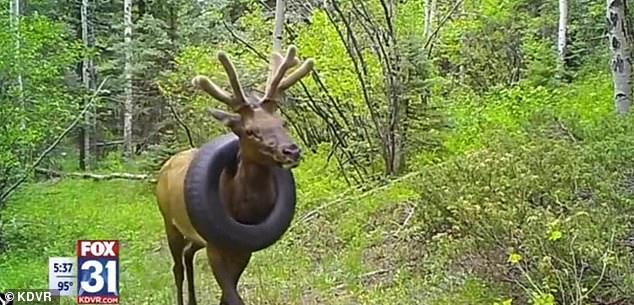 美国麋鹿,美国麋鹿的真实视频