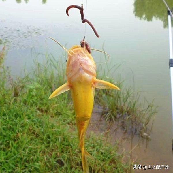 上鱼最好的串钩绑法,怎样绑串钩最上鱼