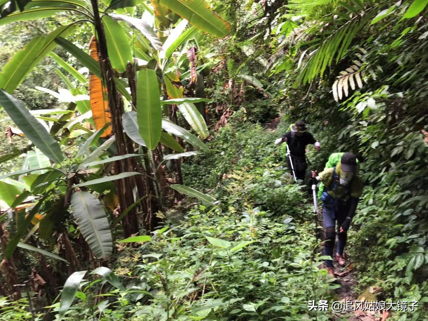 穿越原始的森林,穿越原始森林巨大蜈蚣