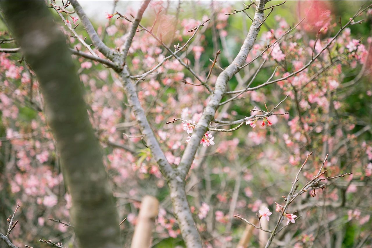 深圳周末浪漫好去处,深圳浪漫约会地点十个景点