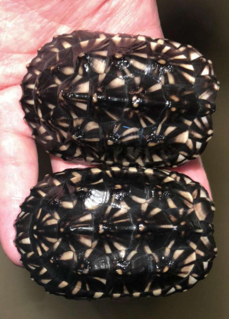 最美的乌龟图片,最美乌龟视频大全