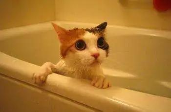 猫咪特别怕水是不是就不能洗澡,不怕洗澡的猫咪