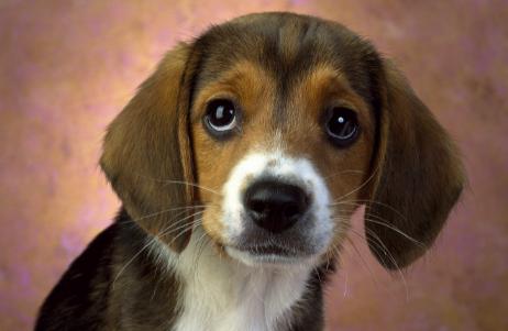 狗身上的味道不花钱怎么最快去除,狗狗身上没有味家里有味怎么回事