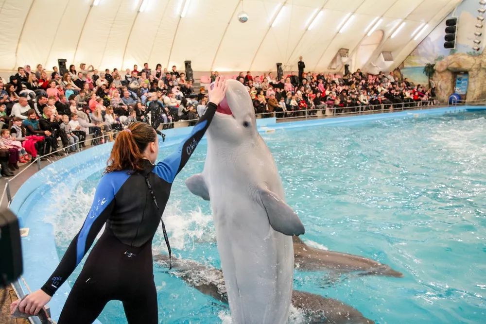 没有买卖就没有伤害的出处,没有买卖就没有伤害动物