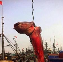 海洋中的神秘生物，能够与巨鲸缠斗，真实面目存在疑团