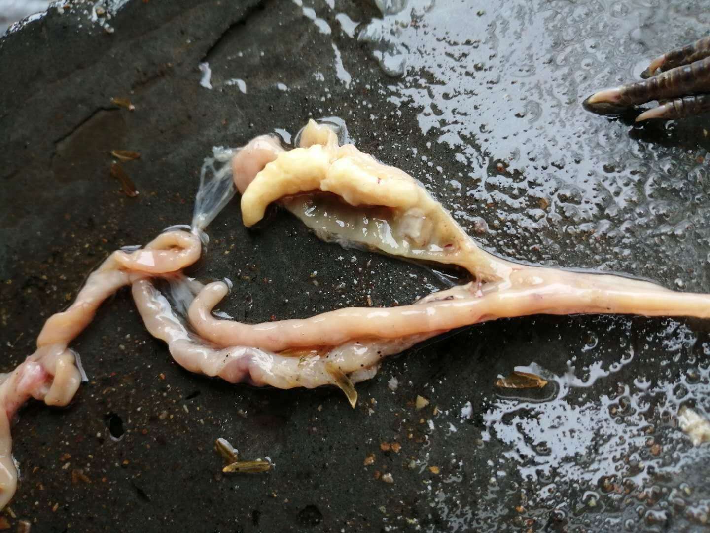 禽盲肠型肝炎治疗方法,肉鸡盲肠肝炎怎么治疗