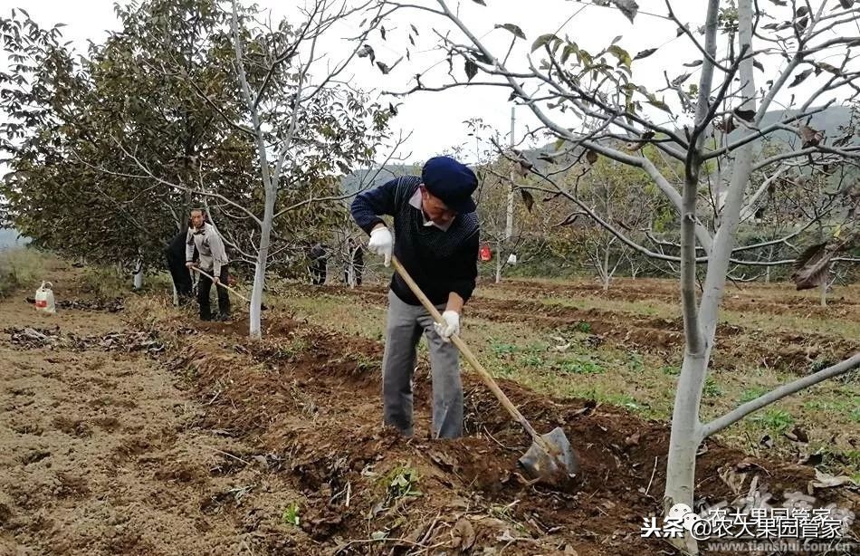 春季病虫害防治几月最佳,秋冬季树木病虫害用什么药