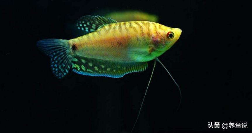 观赏鱼在水面一直张嘴呼吸不缺氧,鱼缸观赏鱼状态不好怎么办