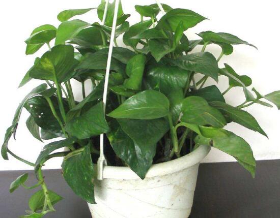 绿萝养殖方法和注意事项和技巧,绿萝的养殖方法和注意事项有什么