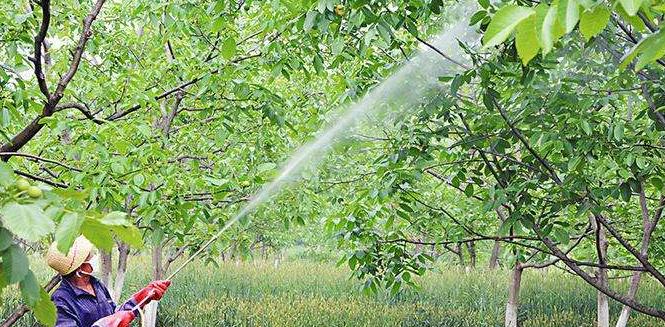 种植5亩核桃一年能赚多少钱,种植核桃经济价值