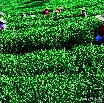 海丰公平西坑绿茶,海丰西坑茶叶