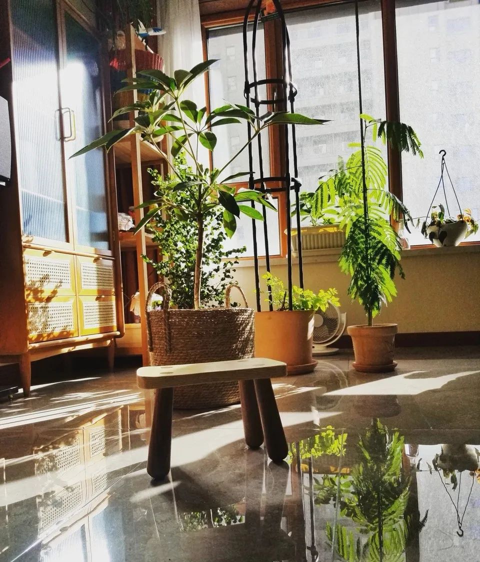 装饰高级感家里绿植推荐,室内装饰花卉及盆景植物