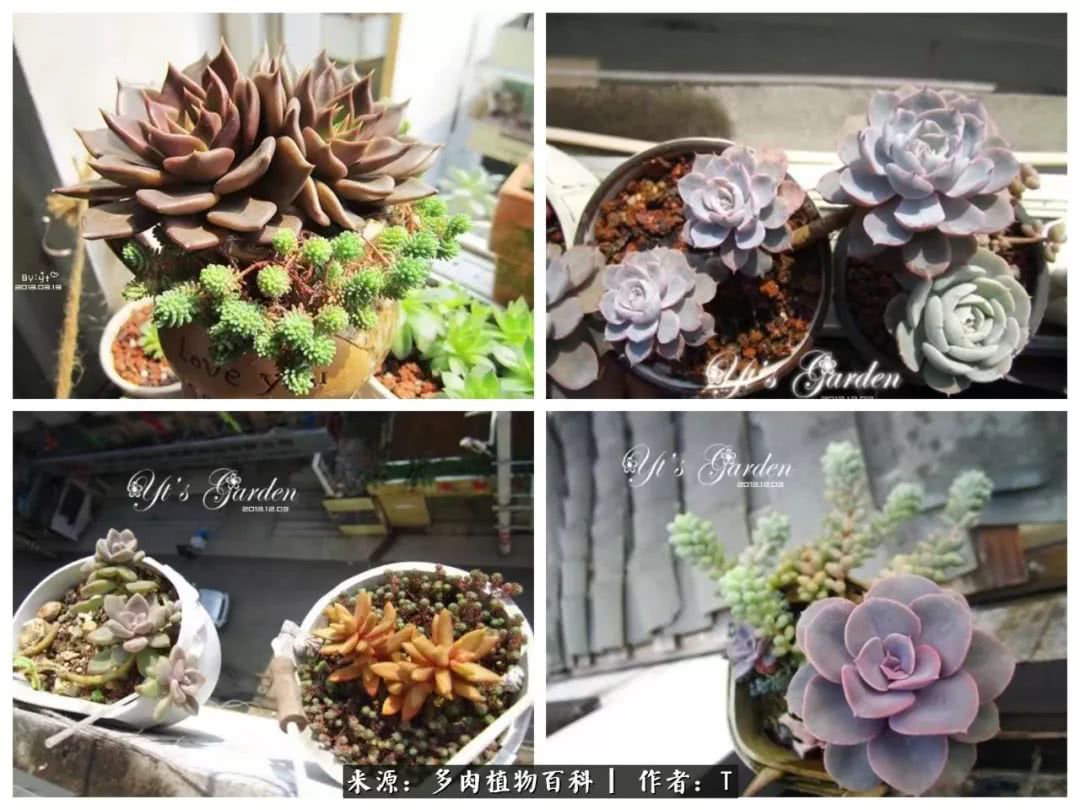 多肉还可以这样玩(上):八年养肉路剪影!