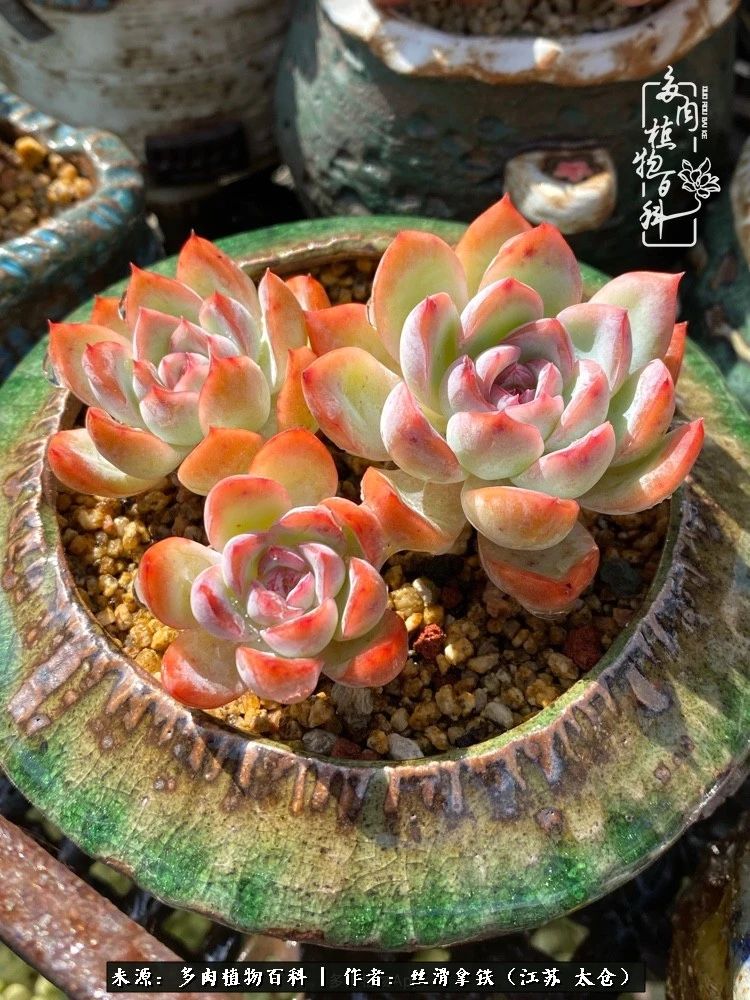 初秋的多肉,初春的多肉开始展现美颜了