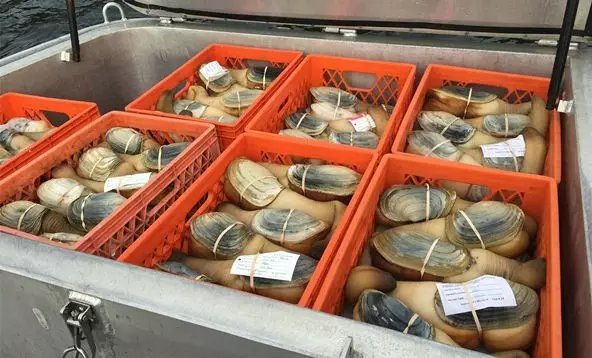 象拔蚌我们走,象拔蚌的图片