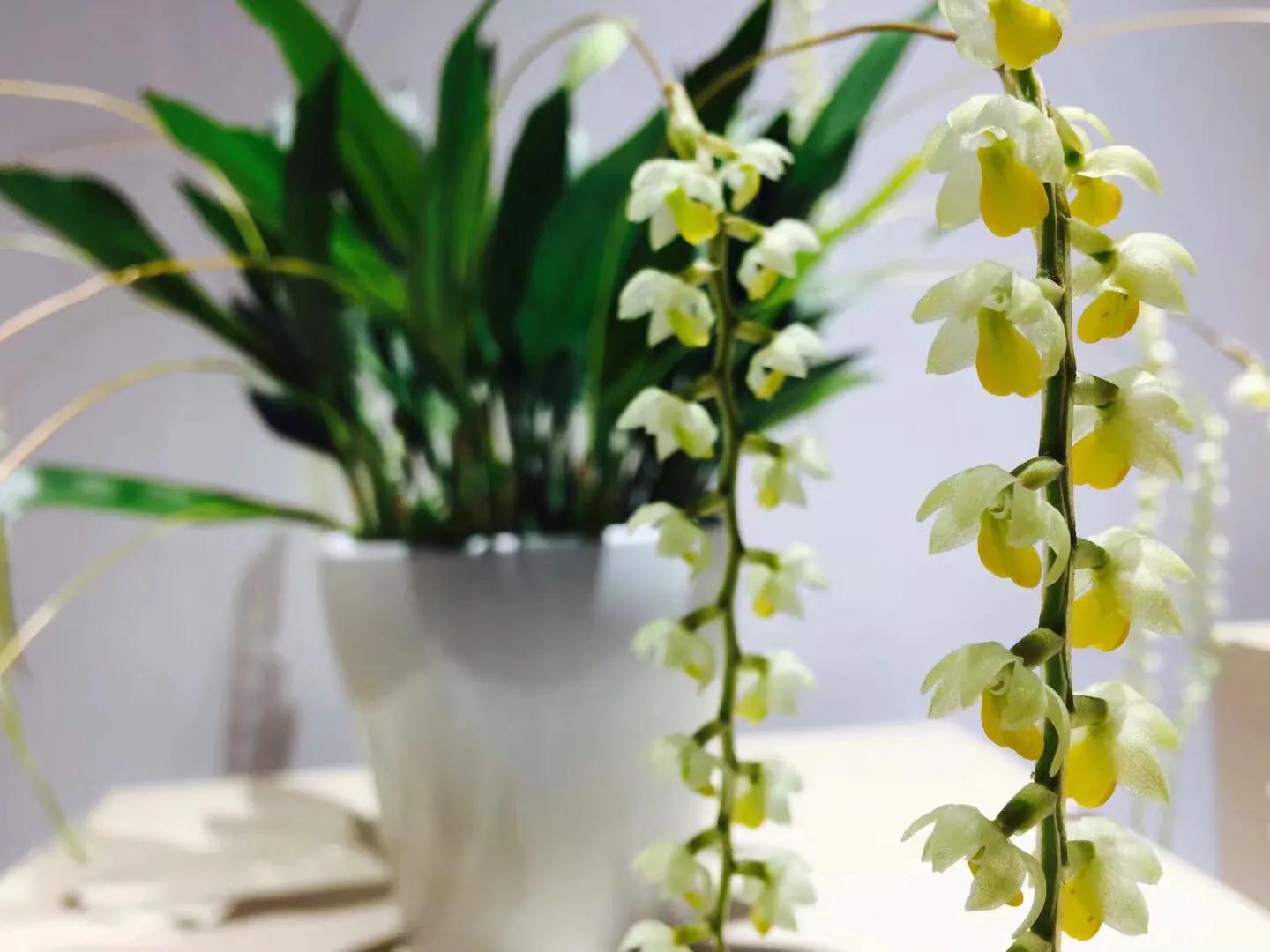 兰花最美的季节是冬季,北方冬季赏兰花