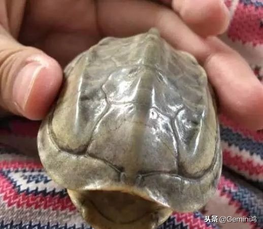 文玩小乌龟,文玩乌龟代表什么