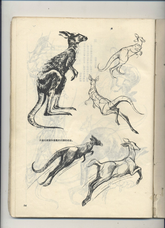 一百幅动物素描,近百幅动物画