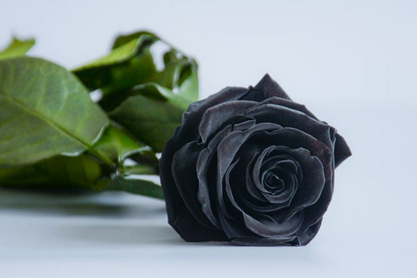 那些惊艳到你的玫瑰花语,你会知道的玫瑰花语是什么