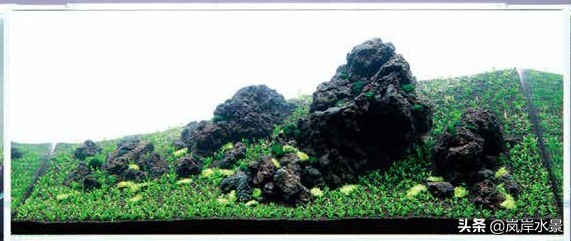岚岸鱼缸造景图,岚岸水草缸设计图