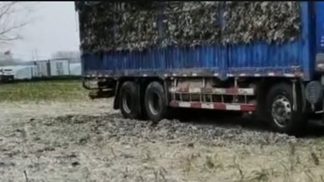 废鸡毛能做什么,鸡毛回收有什么利润