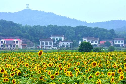 长沙市民去的长沙景点,其实长沙还藏着很多小众景点