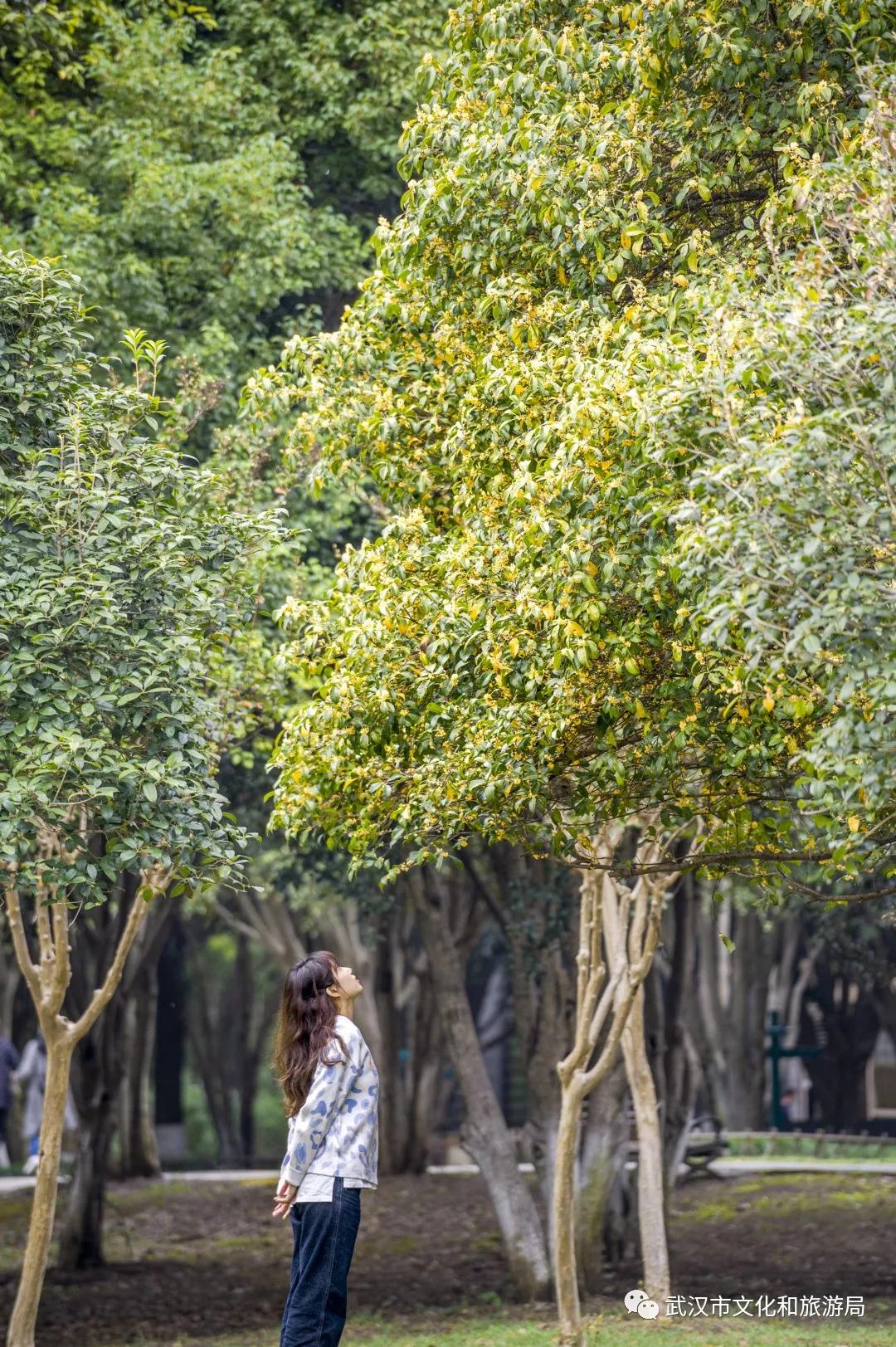 武汉的桂花，香了「美文|科普|导游」