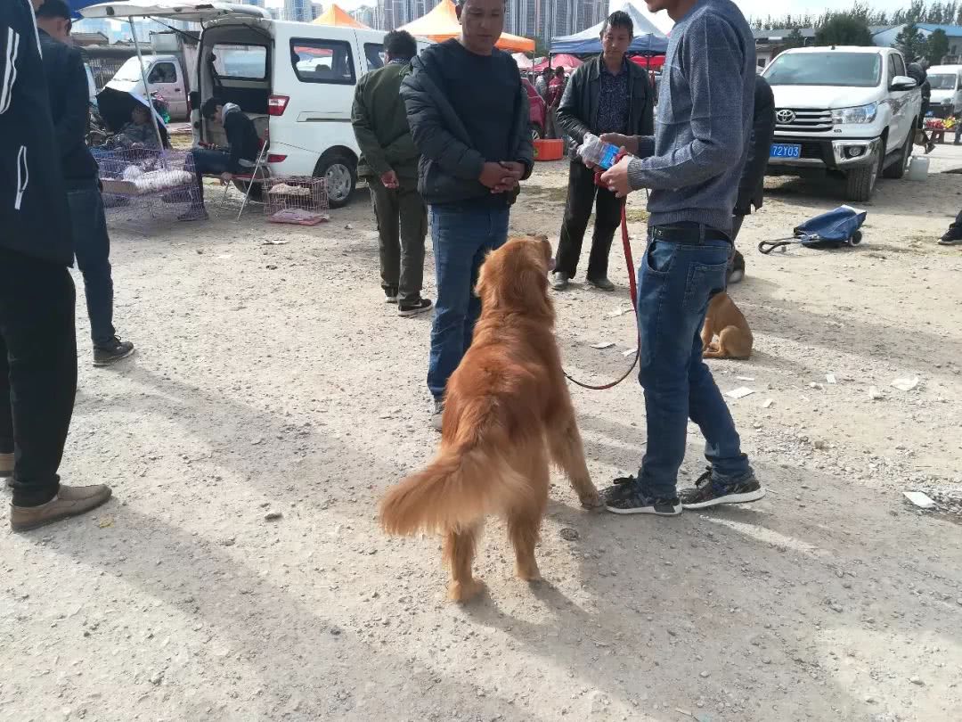 金毛600块钱卖给狗贩子,狗市来了一对双胞胎金毛900块钱卖