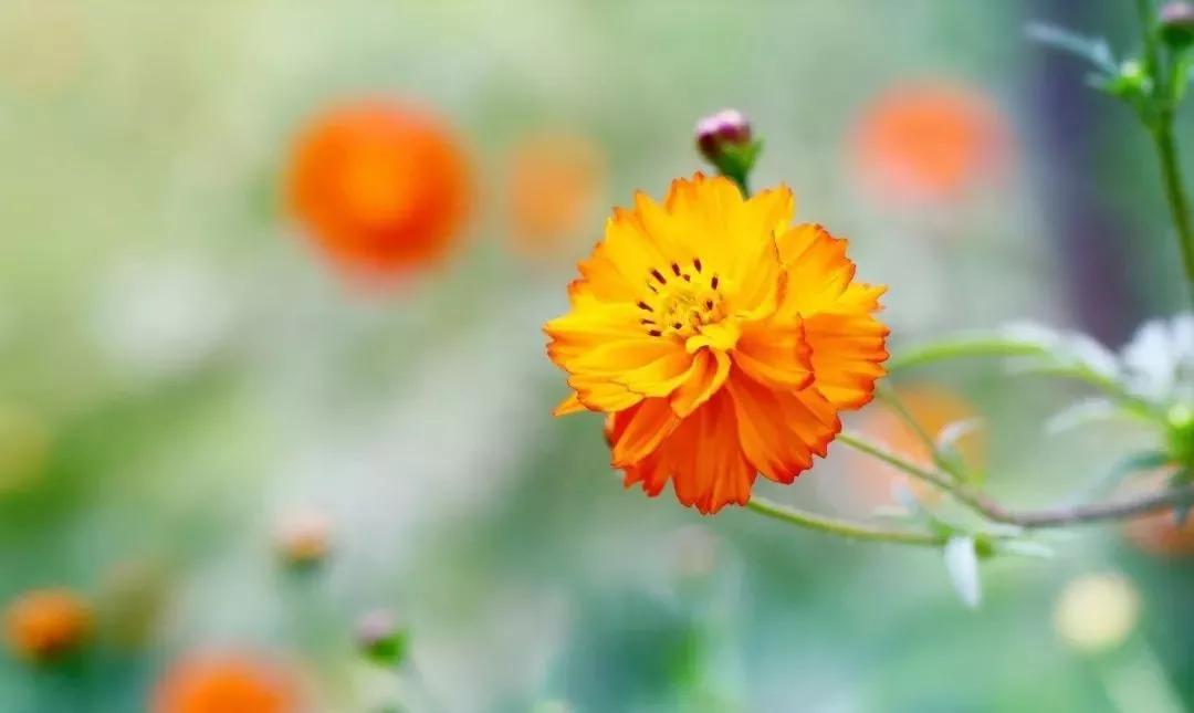 20种常见的菊科植物有哪些,哪些菊科植物好养