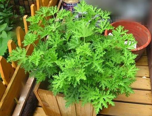 发霉的玉米面做肥料,发霉的玉米面能沤肥吗