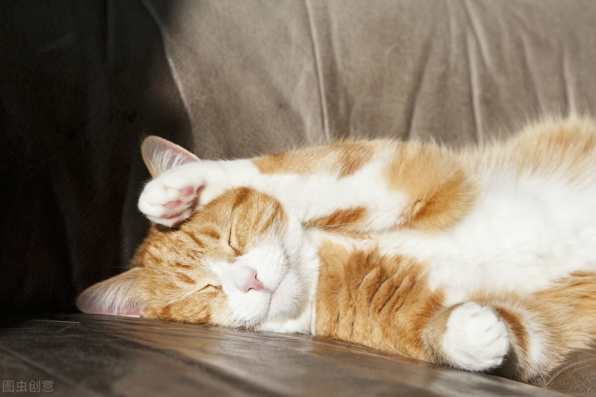 猫咪漫画治愈系短片,猫咪的搞笑漫画