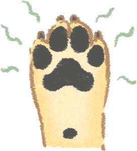 狗狗得了趾间炎听听养狗人怎么说,养狗10年才知道狗狗的3种居家检查