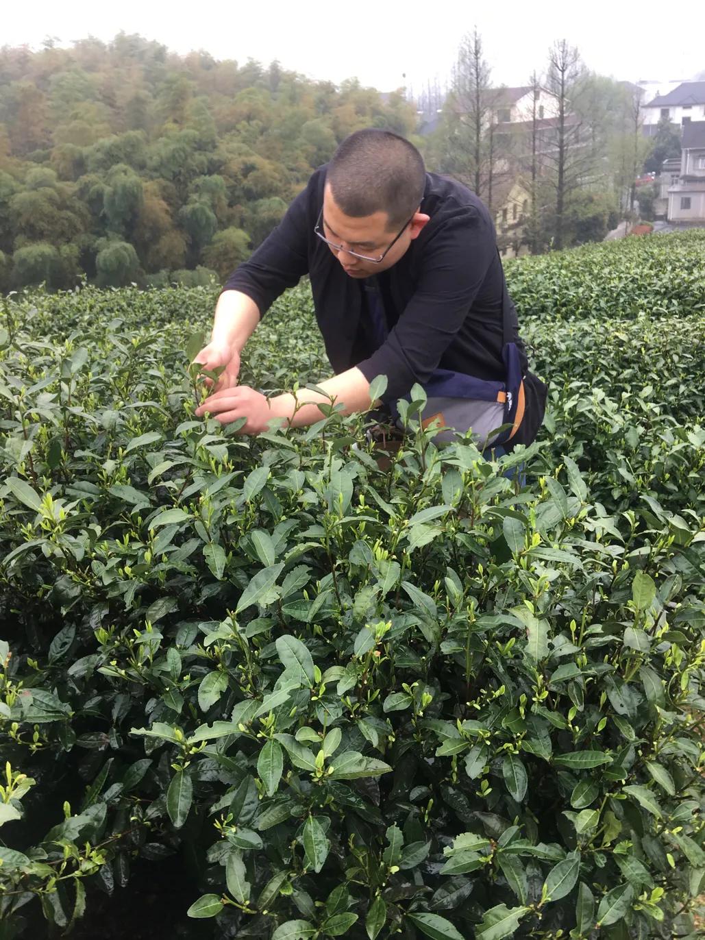 如何挑选西湖龙井茶,西湖龙井茶多少一斤