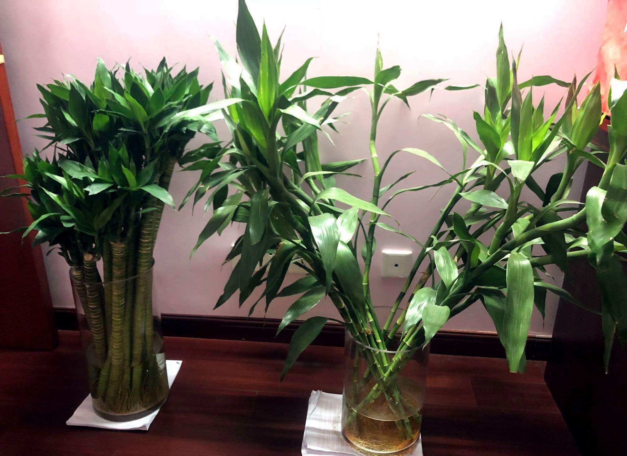 室内可以养的十大吉祥花,最好养的吉祥花有哪些