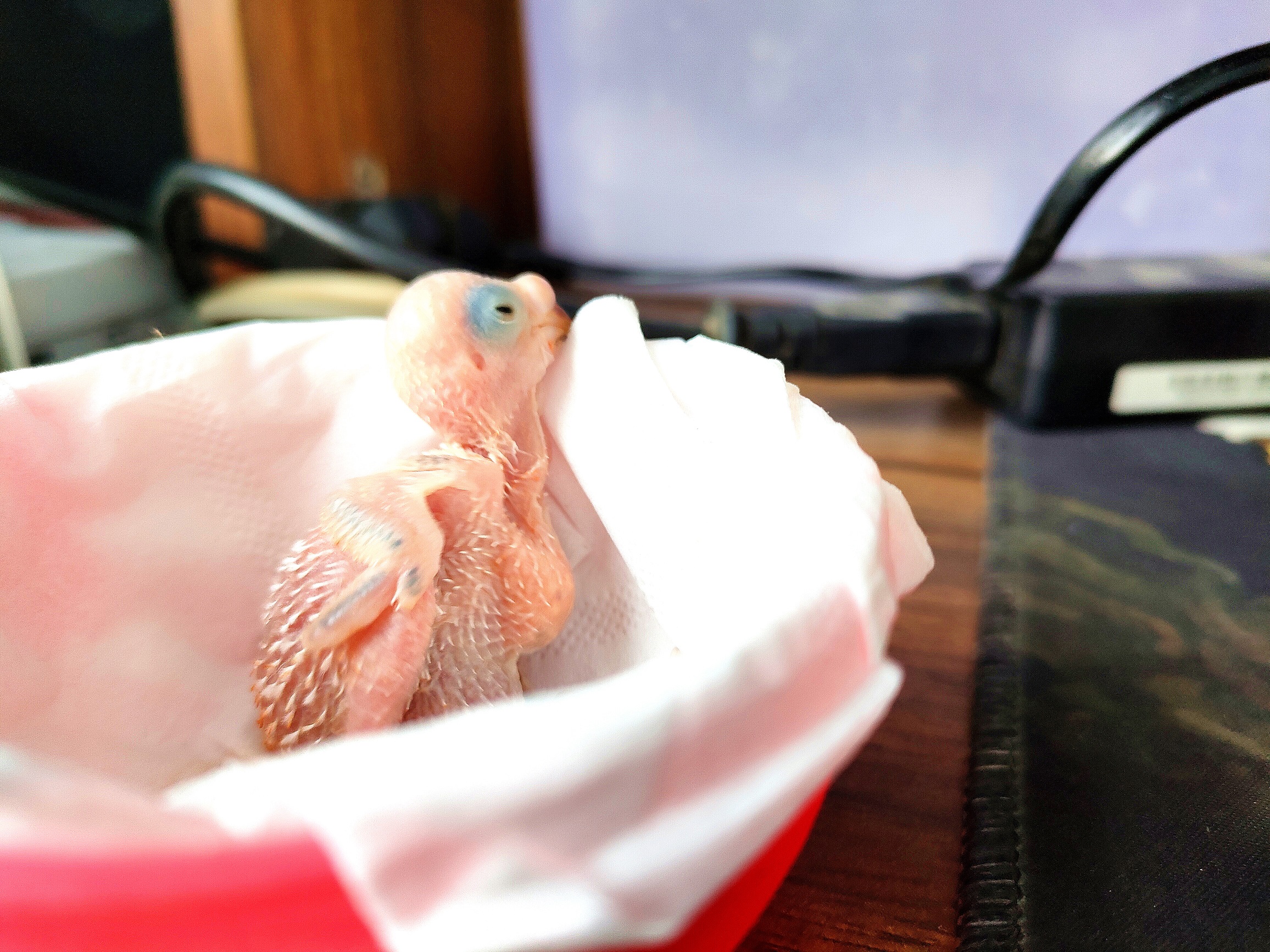 人工喂养鹦鹉的正确方法,人工喂养鹦鹉雏鸟需要注意哪些事