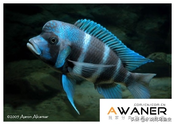 慈鲷鱼分类,慈鲷科鱼都是包括哪几种