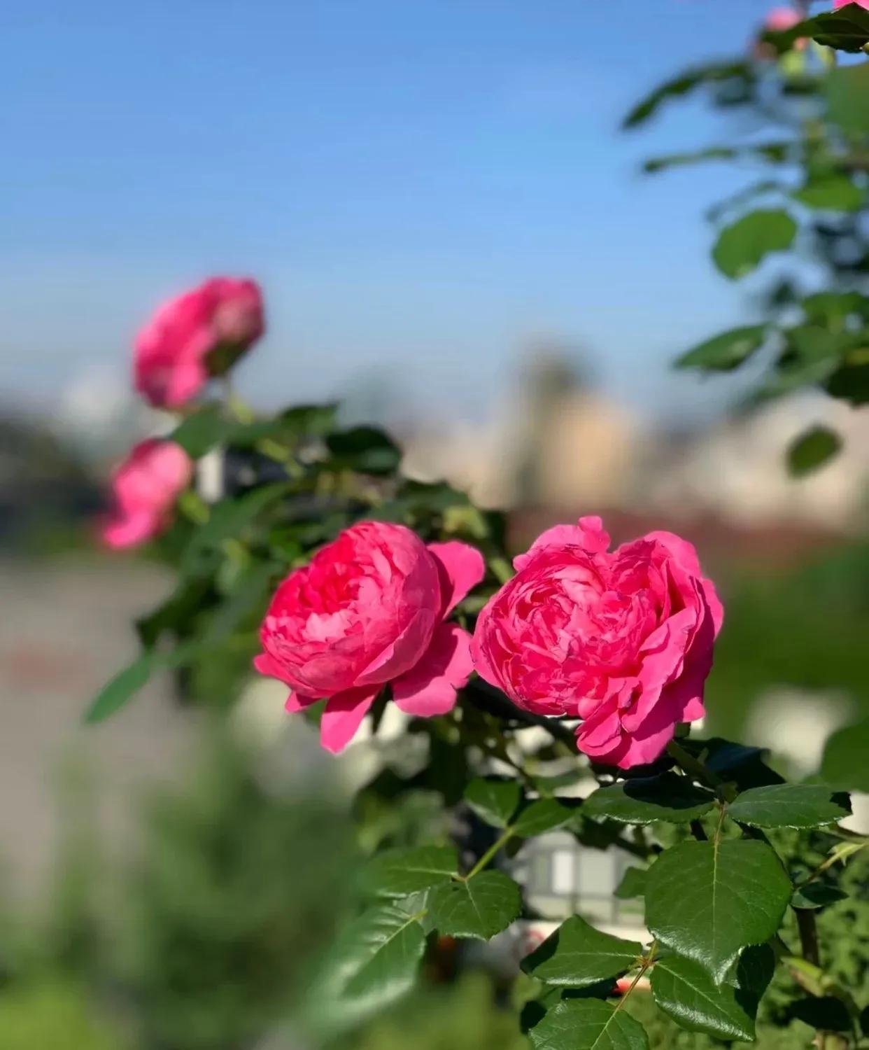 春天时候的蔻丹,长在我心尖尖上,蔻丹添妩媚,罗珮绕朦胧