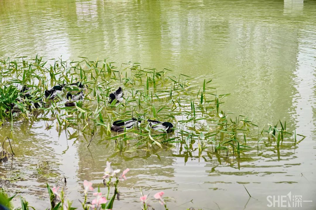 深圳龙华公园推荐,深圳龙华免费公园
