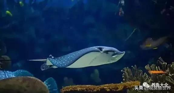 古人养鱼有哪些禁忌,古人是怎么养鱼的