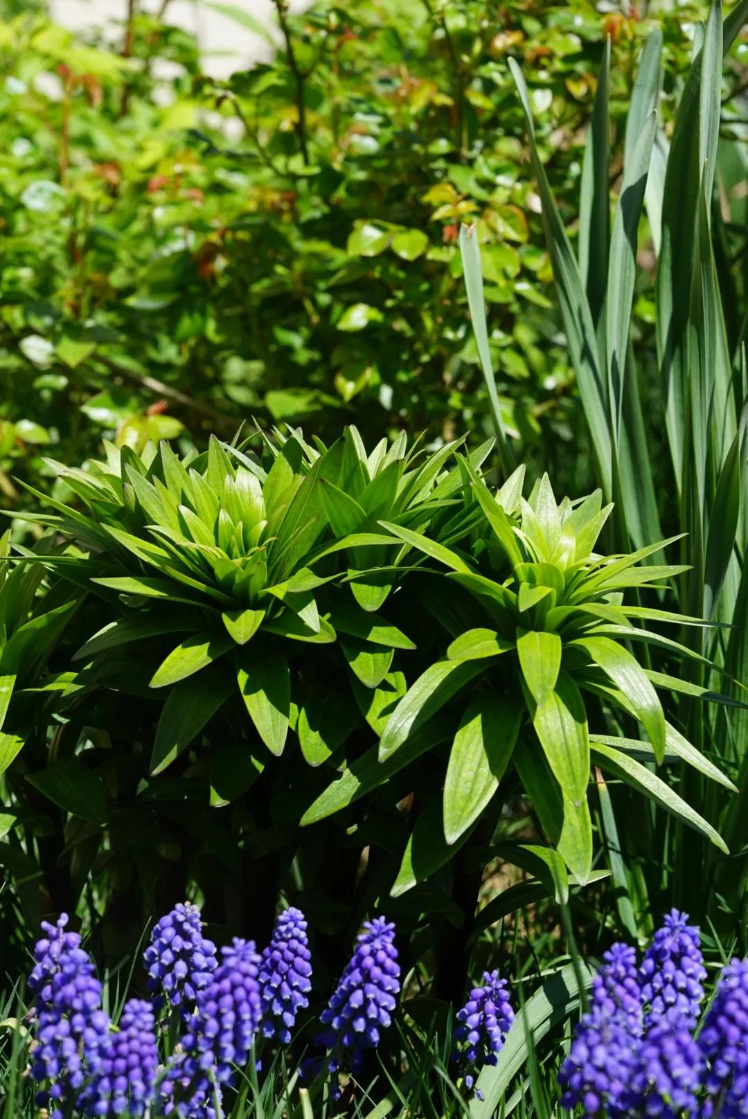 花期最长的院子，这家近海沙地的花园民宿，有故事有干货