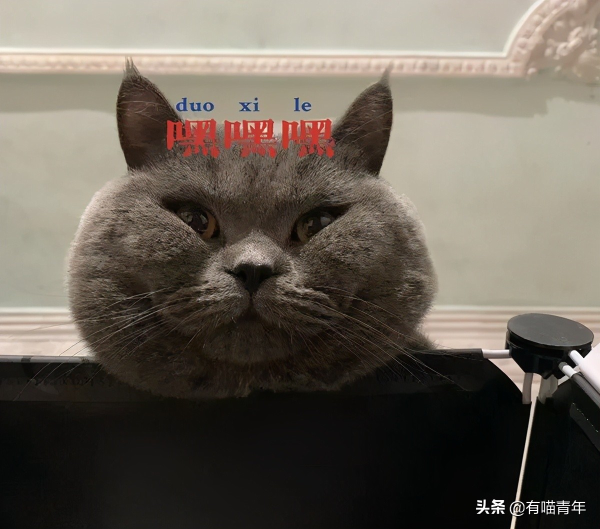 橘猫为什么是魔鬼,橘猫的恐怖之处